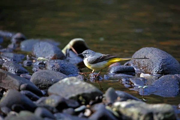 Coda Bianca Grigia Alla Ricerca Cibo Lungo Fiume — Foto Stock