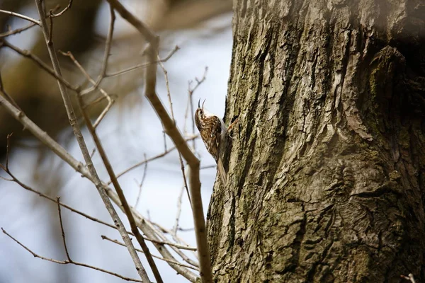 Treecreeper Searching Insects — Stock Photo, Image
