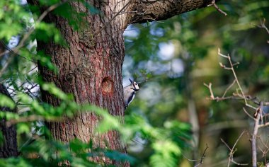 Yuva alanında benekli ağaçkakanlar var.