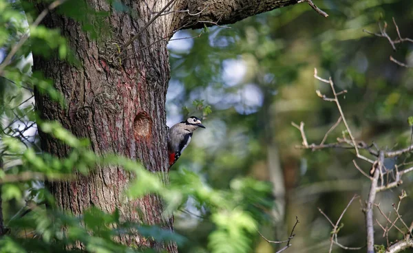 筑巢地发现的大啄木鸟 — 图库照片