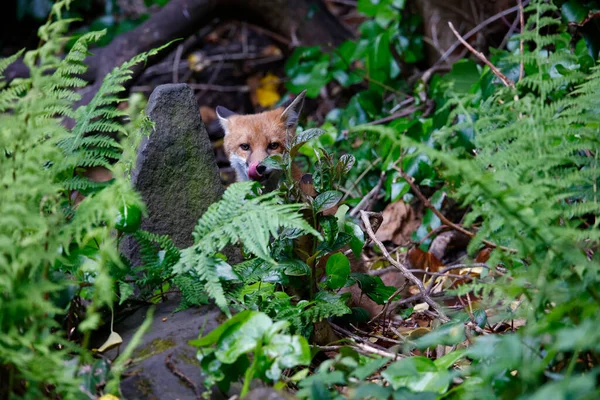 Urban Fox Cubs Exploring Garden — Stock Photo, Image