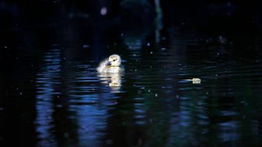 Kanada kaz ötüyor nehirde