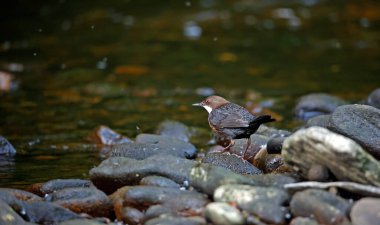 Avrasyalı balıkçı nehirde yiyecek arıyor.