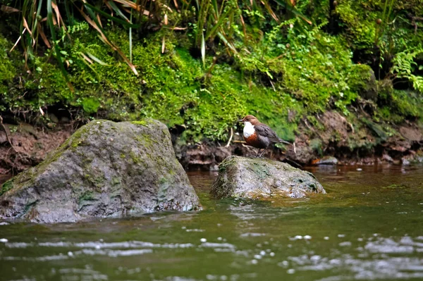 Eurasian Dipper Searching Food River — Stock Photo, Image