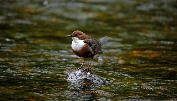 stock image Eurasian dipper searching for food on the river