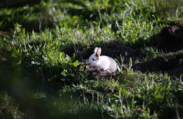 Conejo Joven Distintivo Fuera Madriguera —  Fotos de Stock