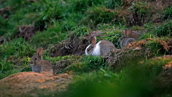 Koloninin Dışında Ayırt Edici Genç Bir Tavşan — Stok fotoğraf