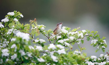 Ağaç dalında öten çalı bülbülü seti.