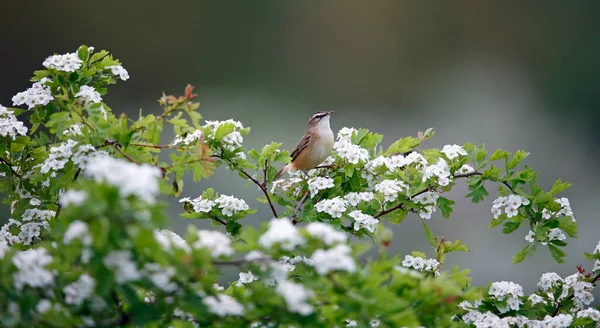 開花したサンザシの木の中で歌うエッジウォーブラー — ストック写真