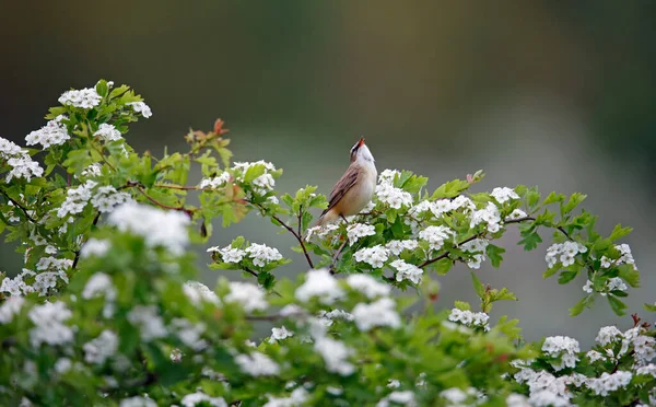 Sedge Warbler Cantando Uma Árvore Espinheiro Florido — Fotografia de Stock