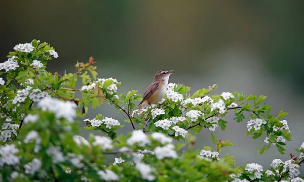 Sedge Warbler Singing Flowering Hawthorn Tree — Stock Photo, Image