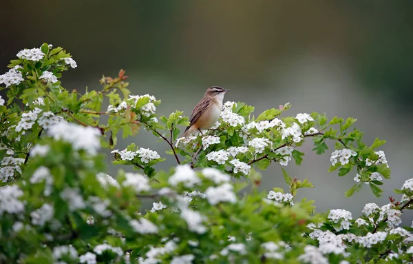 Heckengrasmücke Singt Einem Blühenden Weißdornbaum — Stockfoto