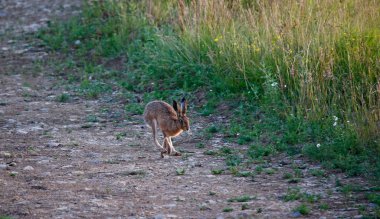 Tavşan bir tarlada duruyor