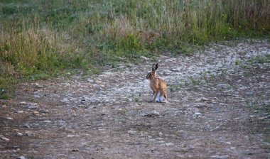 Tavşan bir tarlada duruyor