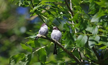 Juvenile long tailed tits perched in a tree