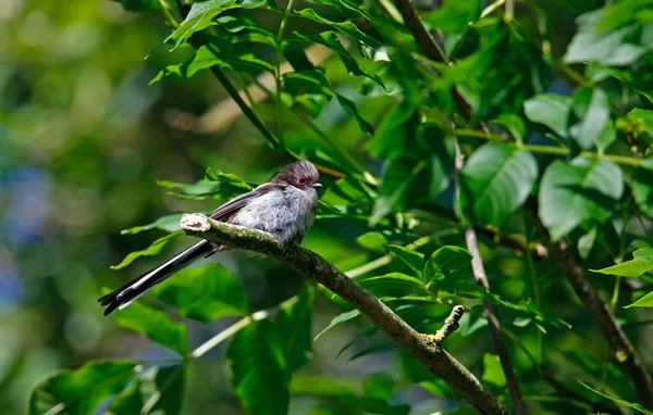 Juvenile Long Tailed Tits Perched Tree — 图库照片