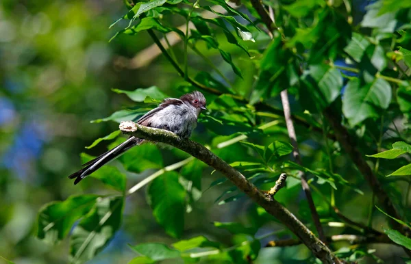 Juvenile Long Tailed Tits Perched Tree — стокове фото