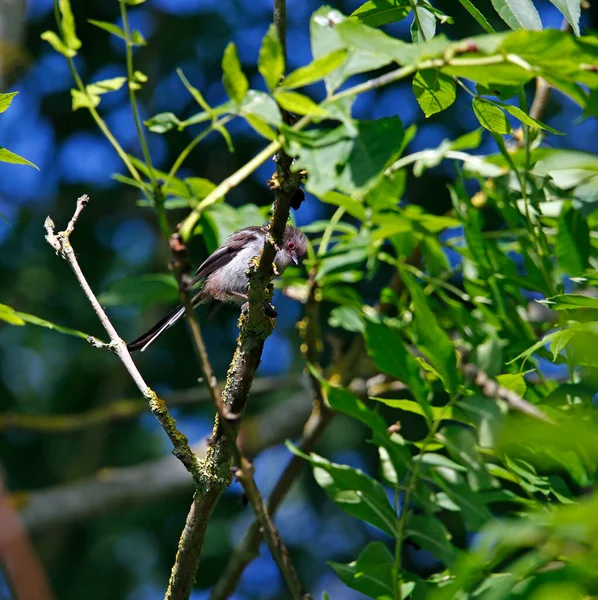 Juvenile Long Tailed Tits Perched Tree — Fotografia de Stock