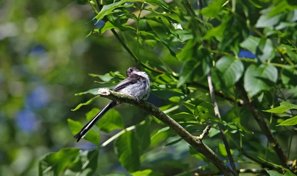 Juvenile Long Tailed Tits Perched Tree — Stockfoto