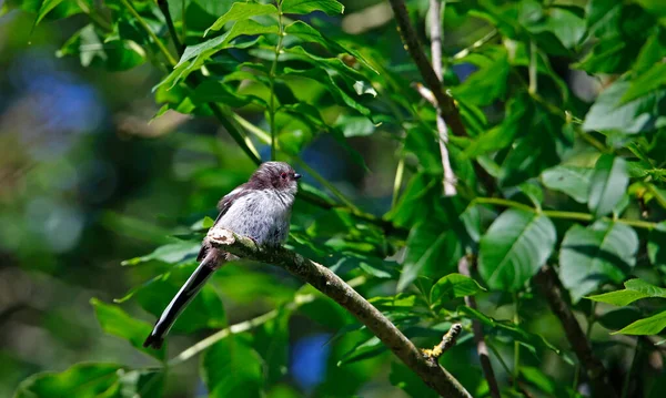 Juvenile Long Tailed Tits Perched Tree — 스톡 사진