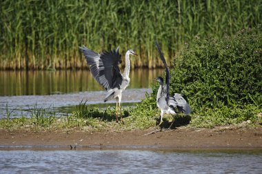 Gri balıkçıl göl kenarı anlaşmazlığı