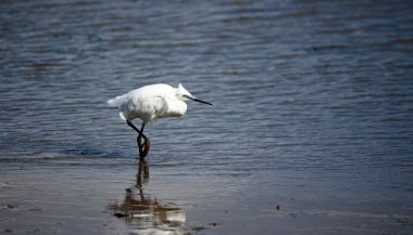 Gölde küçük balıkçıl