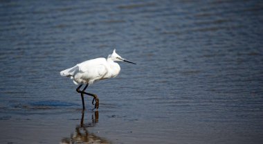 Gölde küçük balıkçıl