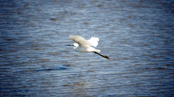 Pouco Egret Pesca Lago — Fotografia de Stock