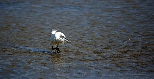 Little Egret Fishing Lake — Stok Foto