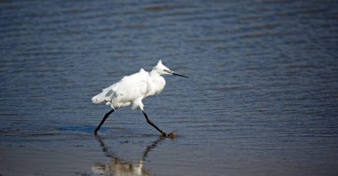 Gölde küçük balıkçıl