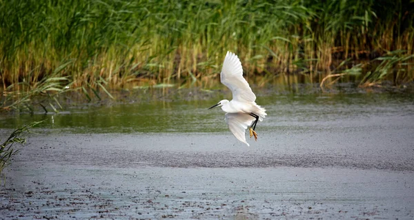 Pouco Egret Pesca Lago — Fotografia de Stock
