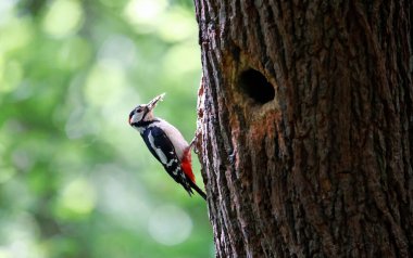 Benekli ağaçkakanlar ve civcivler