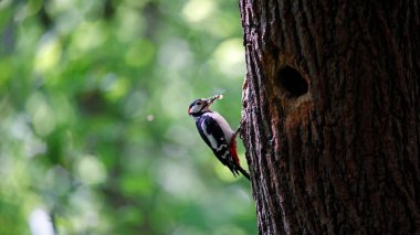 Benekli ağaçkakanlar ve civcivler
