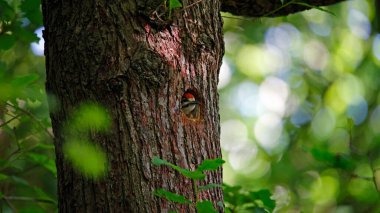 Benekli ağaçkakanlar ve civcivler