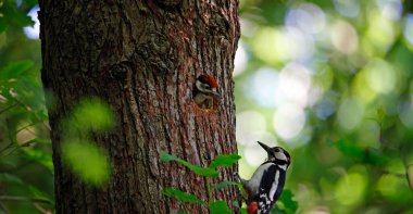 Benekli ağaçkakanlar ve civcivler