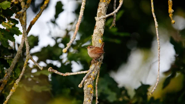 Wren Śpiewa Drzewie — Zdjęcie stockowe