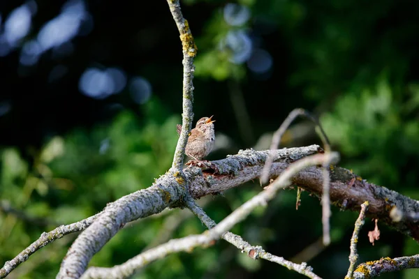 Wren Ağaçta Şarkı Söylüyor — Stok fotoğraf
