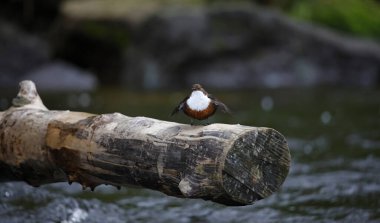 Bir günlük üzerinde görüntüleyen Dipper