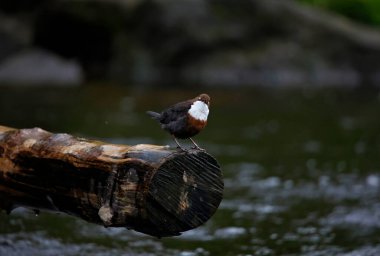 Bir günlük üzerinde görüntüleyen Dipper