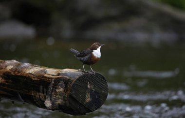 Bir günlük üzerinde görüntüleyen Dipper