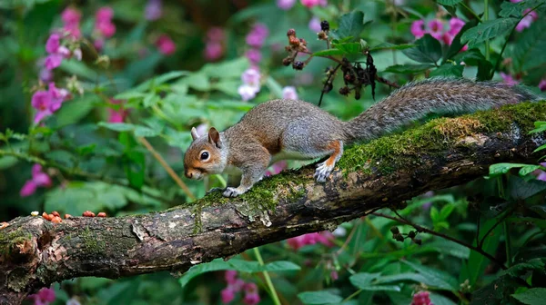 Esquilo Cinzento Floresta — Fotografia de Stock