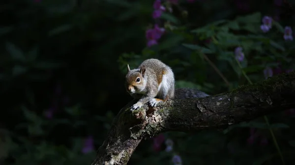 Grey Squirrel Woods — Stock Photo, Image