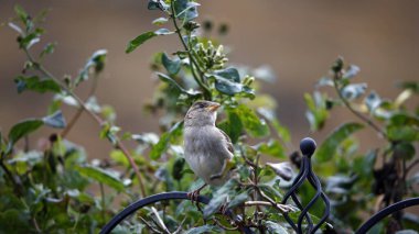 House sparrows in the garden clipart