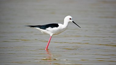 Hindistan 'da Chambal nehrinde siyah kanatlı stilt