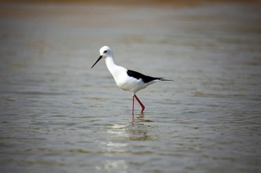 Hindistan 'da Chambal nehrinde siyah kanatlı stilt