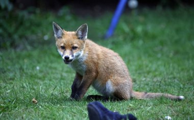 Tilki yavruları bahçede oynuyor