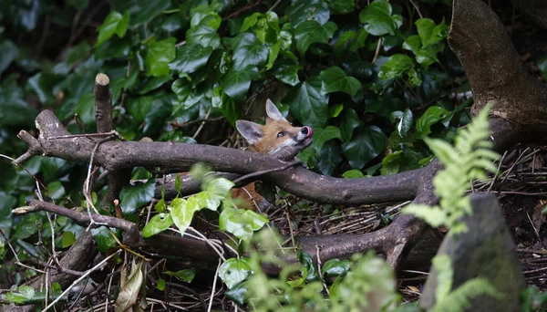 Fox Cachorros Jugando Jardín —  Fotos de Stock