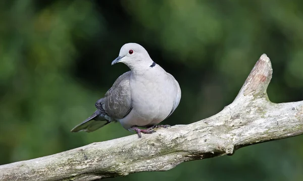 Collared Dove Perched Woods — Stock Photo, Image