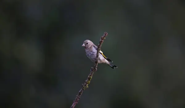 Goldfinches Situs Hutan — Stok Foto