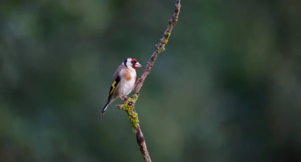 Goldfinches Local Floresta — Fotografia de Stock